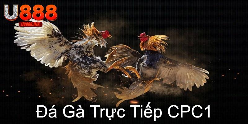 Đá Gà Trực Tiếp CPC1: Tham Gia Dự Đoán Cá Cược Đỉnh Cao 5 da ga truc tiep cpc1 0