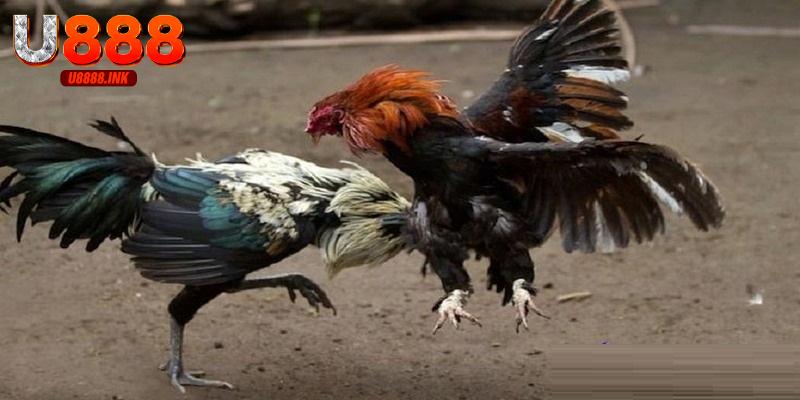 Đá Gà Trực Tiếp CPC1: Tham Gia Dự Đoán Cá Cược Đỉnh Cao 5 Đá gà trực tiếp CPC1 là một sảnh đấu hấp dẫn tại trường gà Thomo Campuchia