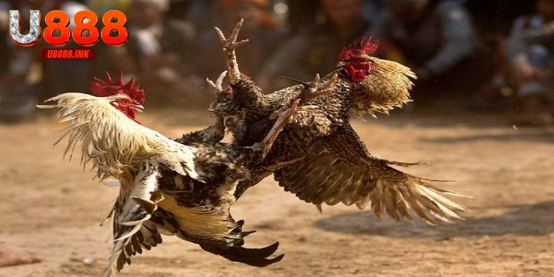 Đá Gà Trực Tiếp CPC1: Tham Gia Dự Đoán Cá Cược Đỉnh Cao 7 Đặt cược đá gà trực tiếp CPC1 có tỷ lệ thắng 50:50