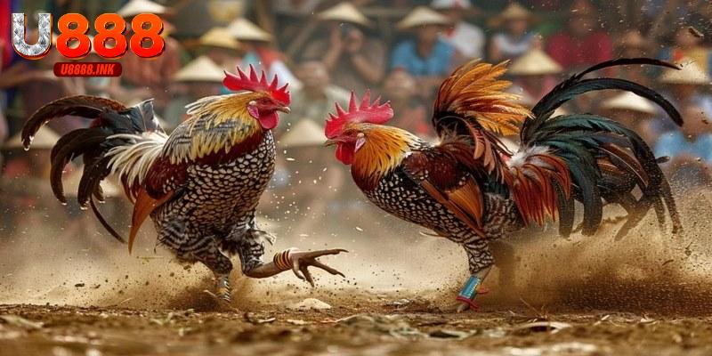 Tải Trang Đá Gà Thomo U888 Thỏa Sức Cá Cược Đỉnh Cao 4 tai trang da ga thomo 0