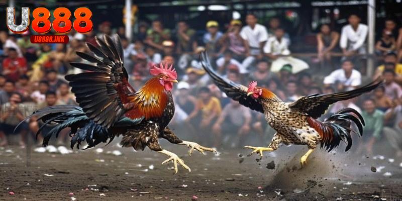 Tải Trang Đá Gà Thomo U888 Thỏa Sức Cá Cược Đỉnh Cao 5 Tải trang đá gà Thomo uy tín phát sóng trực tiếp tại U888