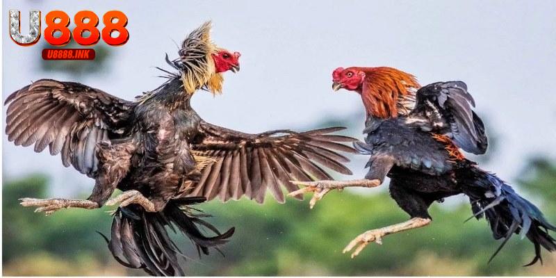 Tải Trang Đá Gà Thomo U888 Thỏa Sức Cá Cược Đỉnh Cao 6 Tải trang đá gà Thomo thỏa thích xem các trận đấu hấp dẫn