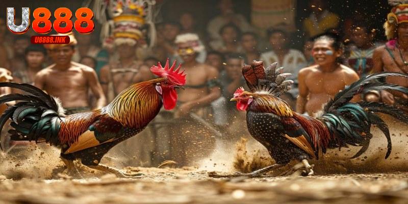 Tải Trang Đá Gà Thomo U888 Thỏa Sức Cá Cược Đỉnh Cao 7 Đăng ký tài khoản U888 tham gia cá cược an toàn, thuận tiện