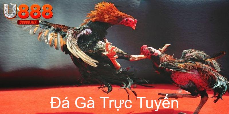Đá Gà Trực Tuyến U888 Xem Thỏa Thích, Cá Cược An Toàn 5 da ga truc tuyen 0
