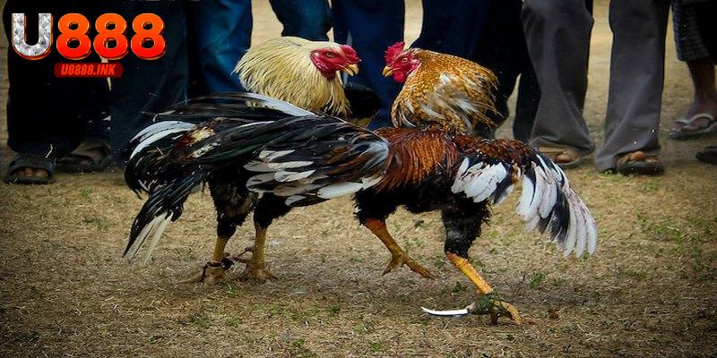 Đá Gà Trực Tuyến U888 Xem Thỏa Thích, Cá Cược An Toàn 5 Đá gà trực tuyến thuận tiện theo dõi những trận đấu hấp dẫn, cá cược an toàn