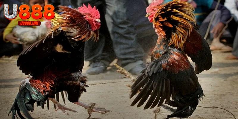 Đá Gà Trực Tuyến U888 Xem Thỏa Thích, Cá Cược An Toàn 6 Đá gà trực tuyến xem mọi lúc mọi nơi, tỷ lệ thưởng hấp dẫn