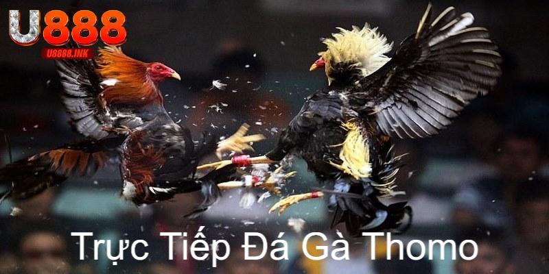Trực Tiếp Đá Gà Thomo: Cá Cược Đỉnh Cao Tại U888 6 truc tiep da ga thomo 0