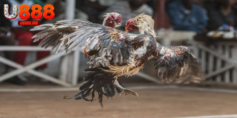 Trực Tiếp Đá Gà Thomo: Cá Cược Đỉnh Cao Tại U888 6 Nắm rõ các quy tắc của trực tiếp đá gà Thomo sẽ hỗ trợ việc đặt cược dễ thắng hơn