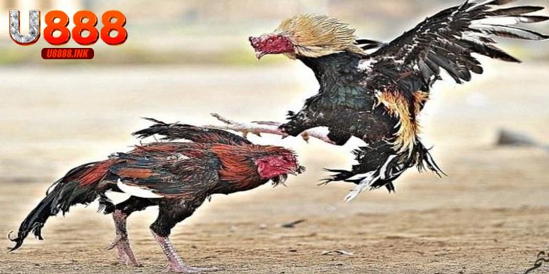 Trực Tiếp Đá Gà Thomo: Cá Cược Đỉnh Cao Tại U888 7 Xem trực tiếp đá gà Thomo chất lượng đỉnh cao tại U888